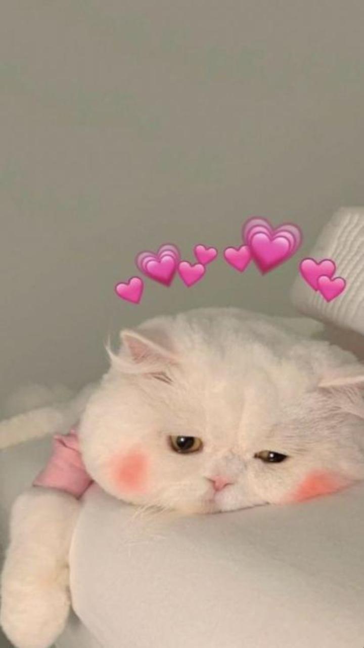 Mèo trái tim hình nền điện thoại siêu yêu 