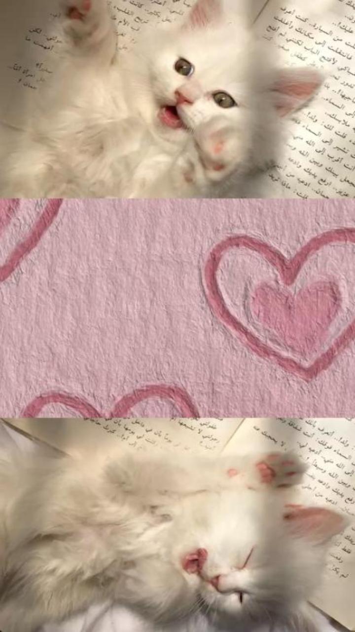 Mèo trái tim hình nền điện thoại siêu yêu 