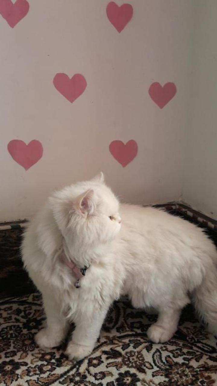 Mèo trái tim hình nền điện thoại siêu yêu 