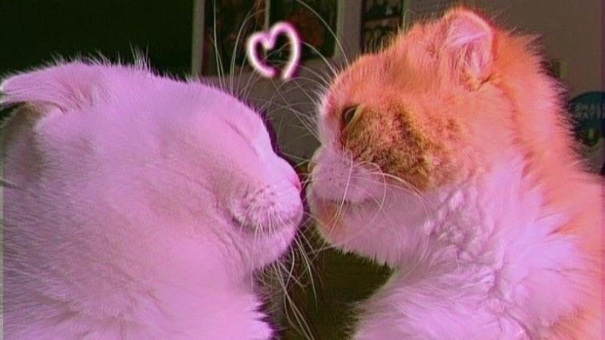 Hình nền 2 con mèo yêu nhau cho điện thoại, máy tính cute 