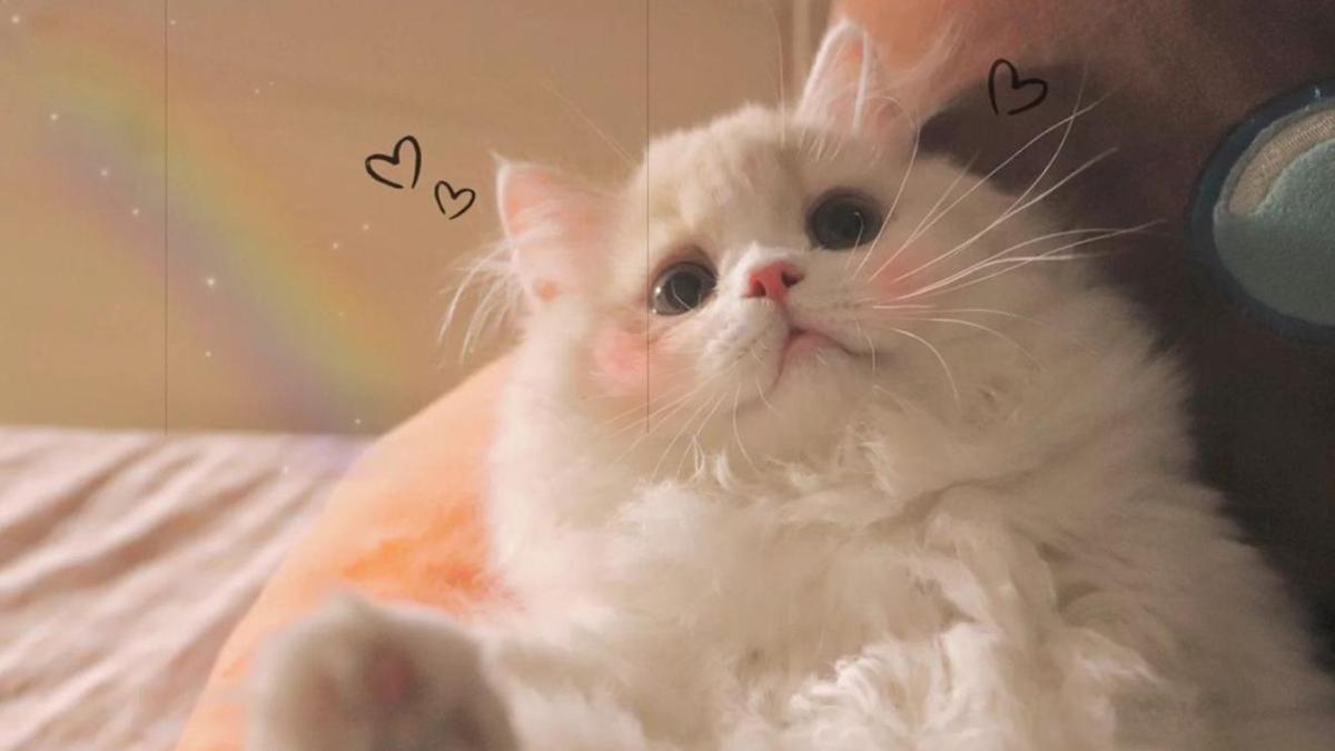 Hình nền máy tình mèo trái tim cute dễ thương 