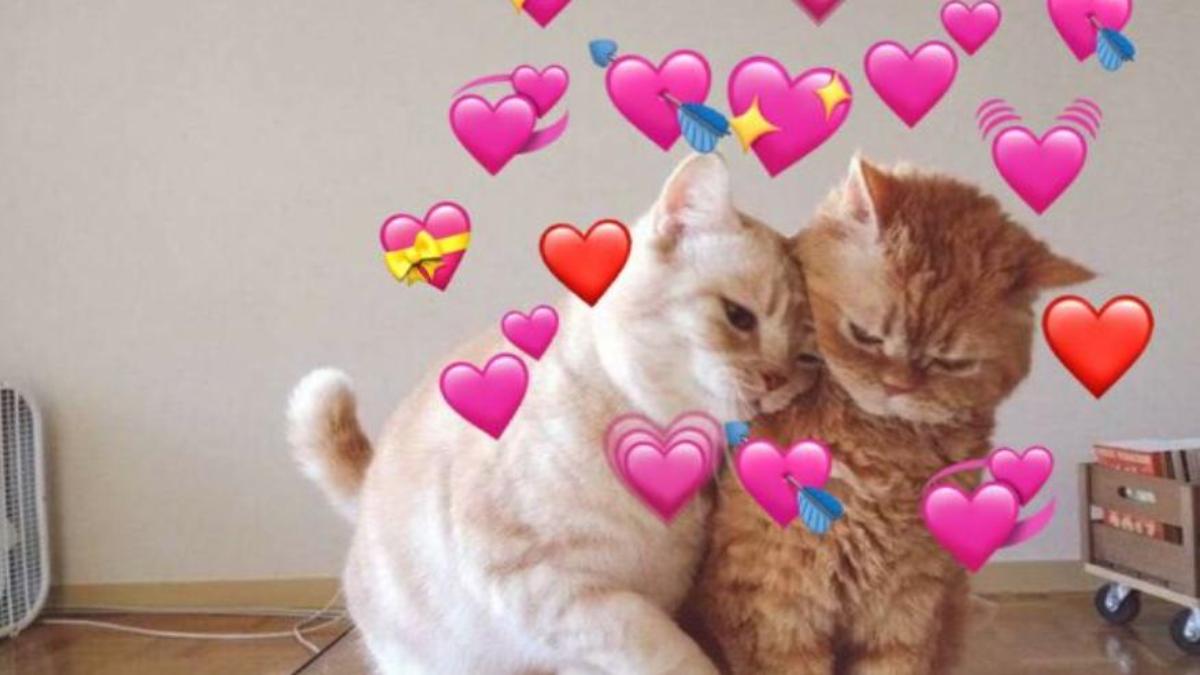 Hình nền 2 con mèo yêu nhau cho điện thoại, máy tính cute 