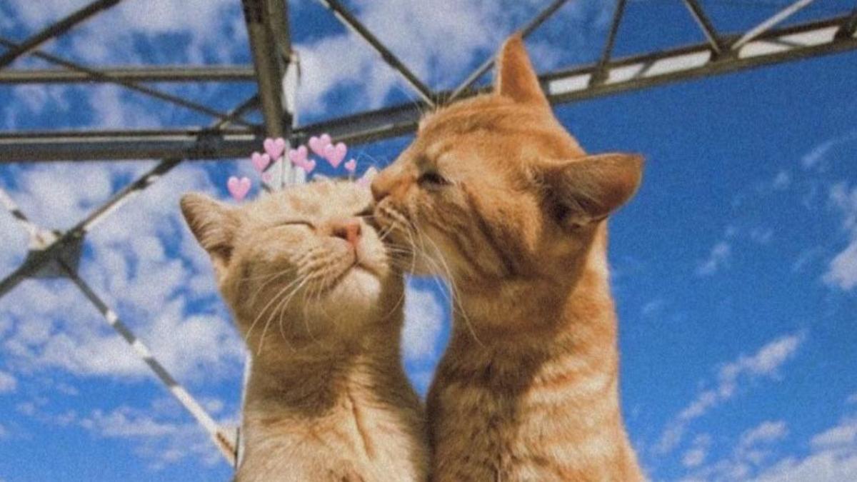 Hình nền 2 con mèo yêu nhau cho điện thoại, máy tính cute 