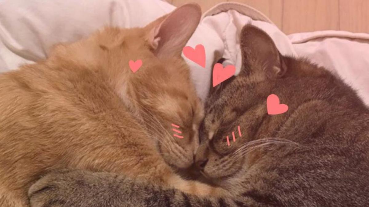 Hình nền 2 con mèo yêu nhau cho điện thoại, máy tính cute 