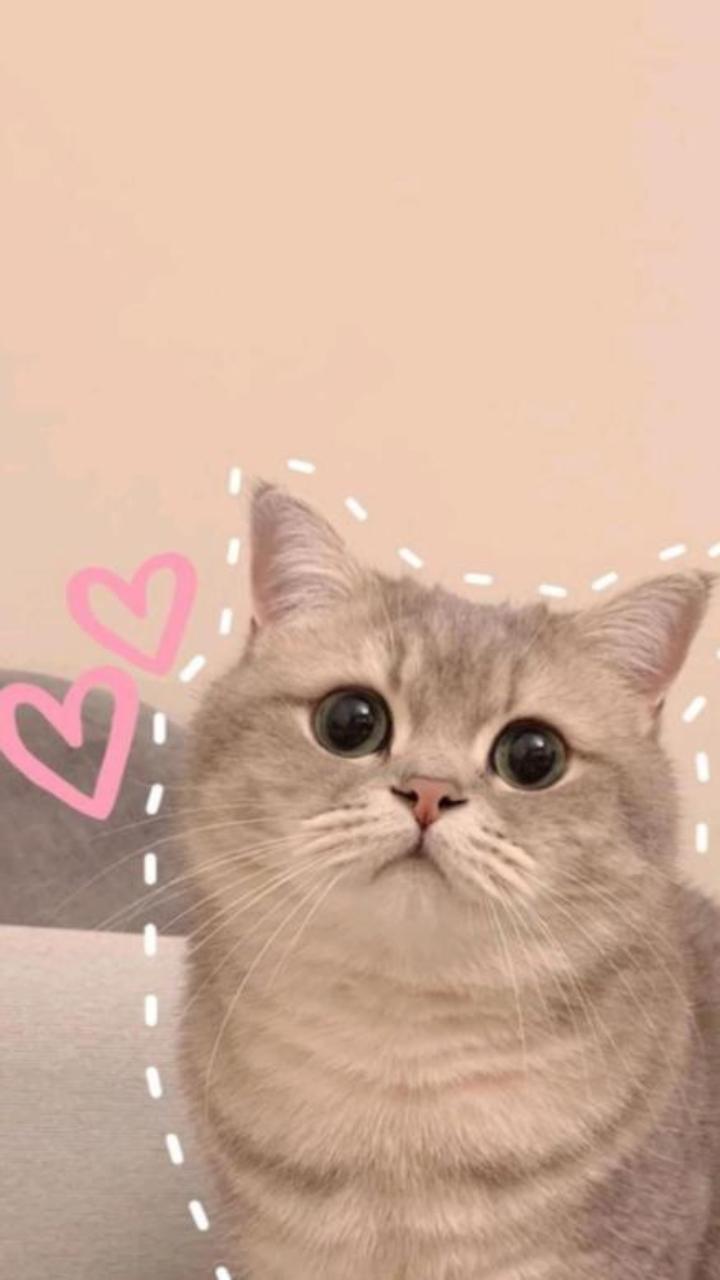 Hình nền meme mèo trái tim cute xỉu 