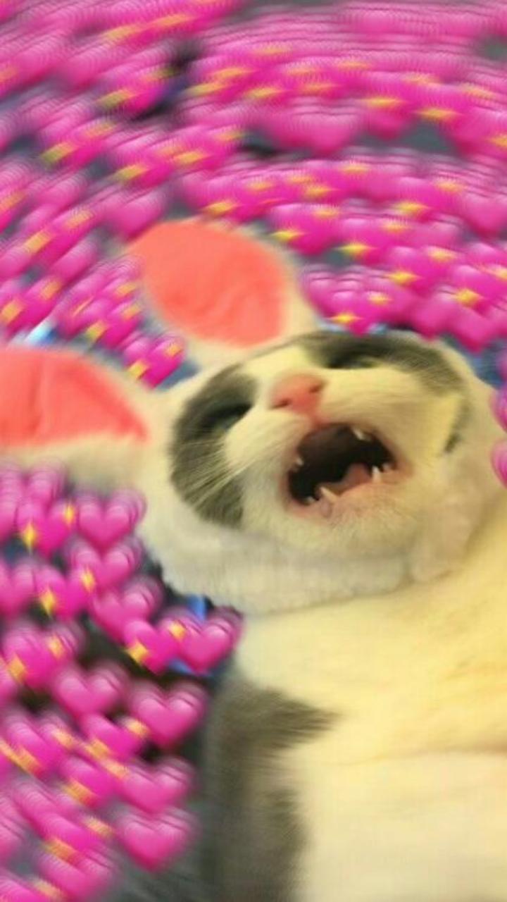 Hình nền meme mèo trái tim cute xỉu 