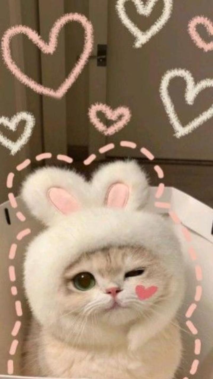 Hình nền meme mèo trái tim cute xỉu 