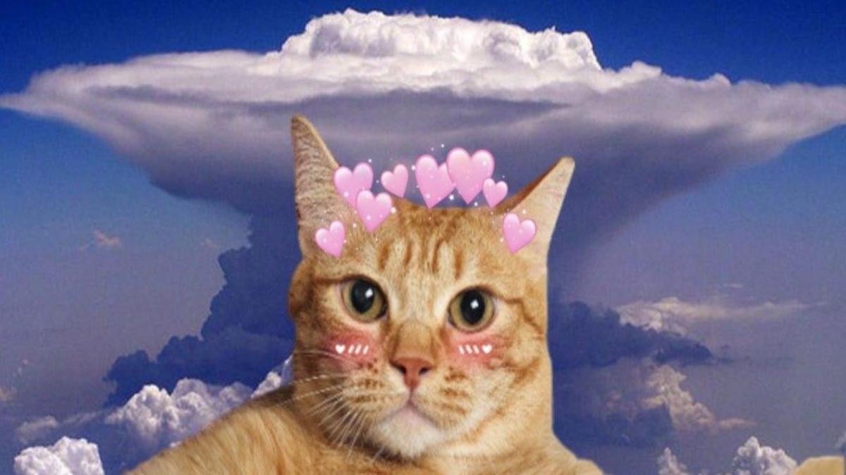 Hình nền máy tình mèo trái tim cute dễ thương 