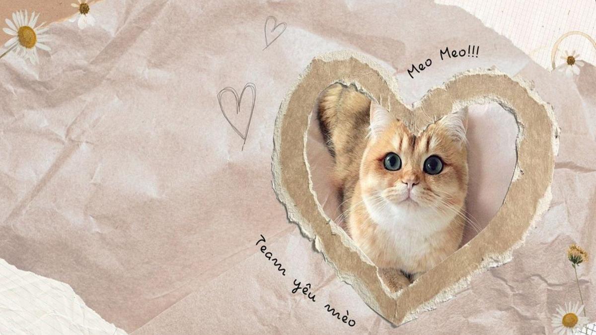 Hình nền máy tình mèo trái tim cute dễ thương 