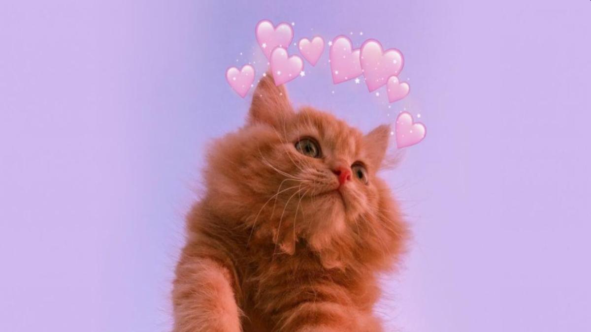 Hình nền máy tình mèo trái tim cute dễ thương 