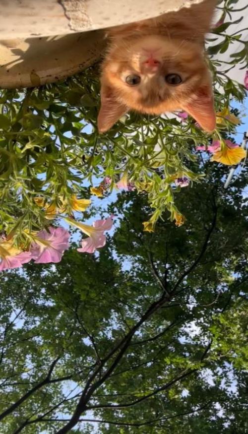 Mèo vàng hình nền xinh xắn cho iphone, zalo 