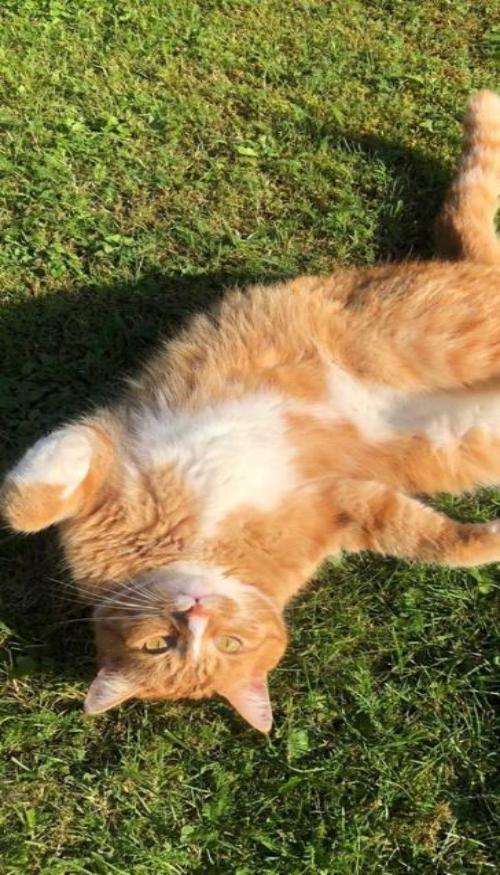 Mèo vàng hình nền xinh xắn cho iphone, zalo 