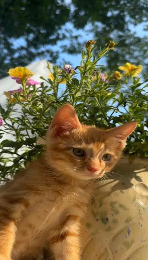 Mèo vàng hình nền xinh xắn cho iphone, zalo 