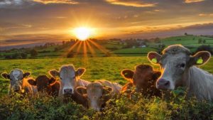 Hình nền con bò đẹp dễ thương miễn phí