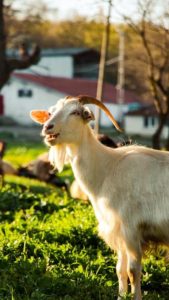 Hình nền con dê dễ thương cho điện thoại, máy tính