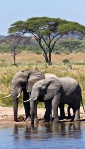 Hình nền con voi đẹp miễn phí