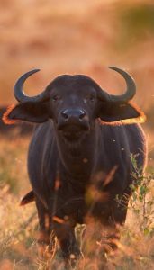 hình nền con trâu đẹp cho điện thoại, máy tính miễn phí