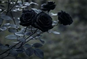 Ảnh Nền Hoa Hồng Đen