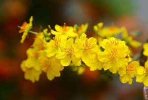 Hình Nền Hoa Mai Tết