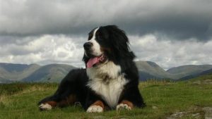 Ảnh nền máy tính con chó ngầu chất