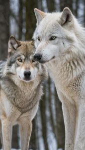 Hình nền chó sói ngầu