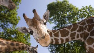 Hình nền con hưu miễn phí