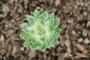 Hình Nền Sen Đá